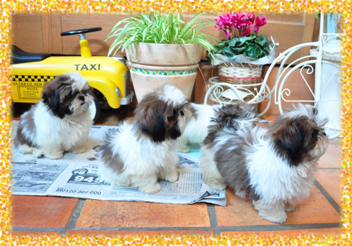 シーズー 子犬販売の専門店 AngelWan 横浜 神奈川