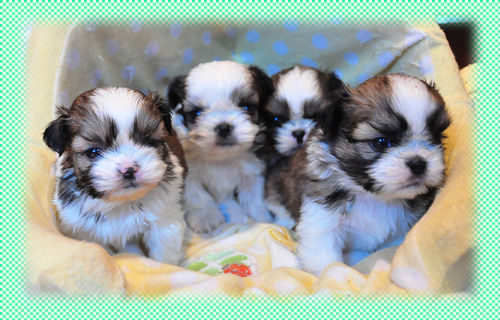 シーズー　ホワイト＆ゴールド　オス　子犬販売の専門店　AngelWan　横浜　神奈川