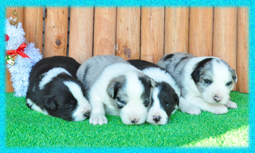 ボーダーコリー　オス　子犬販売の販売店　AngelWan　横浜　神奈川