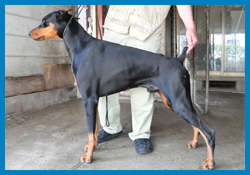 ドーベルマン ブリーダー子犬販売専門店　Angel wan 東京　神奈川　千葉