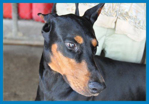 ドーベルマン ブリーダー子犬販売専門店　Angel wan 東京　神奈川　千葉