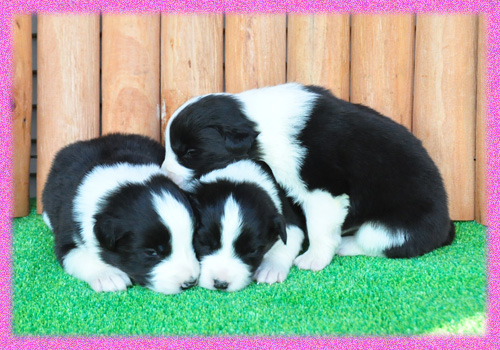 ボーダーコリー　メス　子犬販売の専門店　AngelWan　横浜　神奈川