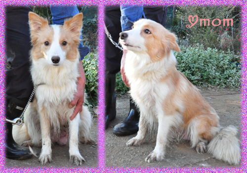 ボーダーコリー　母犬　子犬販売の販売店　AngelWan　横浜　神奈川