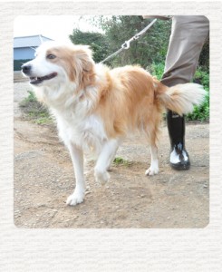 ボーダーコリー　ブリーダー子犬販売専門店　Angel Wan 東京　神奈川　千葉