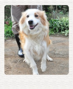 ぼ　ブリーダー子犬販売専門店　Angel Wan 東京　神奈川　千葉