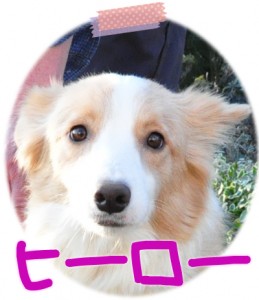 ボーダーコリー　ブリーダー子犬販売専門店　Angel Wan　横浜