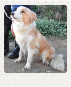 ボーダーコリー　ブリーダー子犬販売専門店　Angel Wan 東京　神奈川　千葉