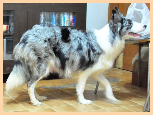 ボーダーコリー ブリーダー子犬販売専門店 Angel wan 東京 神奈川 千葉