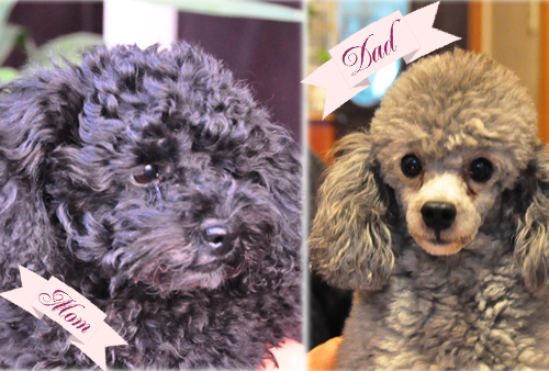 トイプードル ブラック 両親 トイプードル ブリーダー子犬販売専門店 Angel Wan 東京 神奈川 千葉