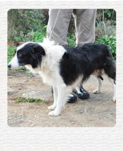 ボーダーコリー　ブリーダー子犬販売専門店　Angel Wan 東京　神奈川　千葉