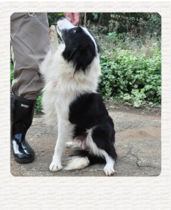 ボーダーコリー　ブリーダー子犬販売専門店　Angel Wan 東京　神奈川　千葉