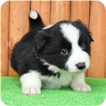 ボーダーコリーの子犬　ブリーダー子犬販売専門店　Angelwan　横浜