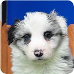 ボーダーコリー ブリーダー子犬販売専門店 Angel wan 横浜