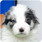 ボーダーコリー ブリーダー子犬販売専門店 Angel wan 横浜