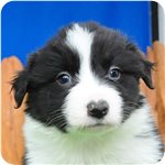 ボーダーコリー ブリーダー子犬販売専門店 Angel wan 横浜