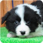 ボーダーコリー　ブリーダー子犬販売専門店　Angel wan 横浜