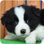 ボーダーコリー　ブリーダー子犬販売専門店　Angel wan 横浜