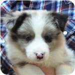 ボーダーコリー ブリーダー子犬販売専門店 Angel wan 横浜