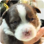 ボーダーコリー ブリーダー子犬販売専門店 Angel wan 横浜