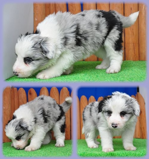 ボーダーコリー ブリーダー子犬販売専門店 Angel wan 東京 神奈川 千葉