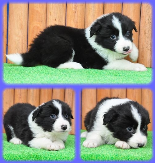 ボーダーコリー ブリーダー子犬販売専門店 Angel wan 東京 神奈川 千葉