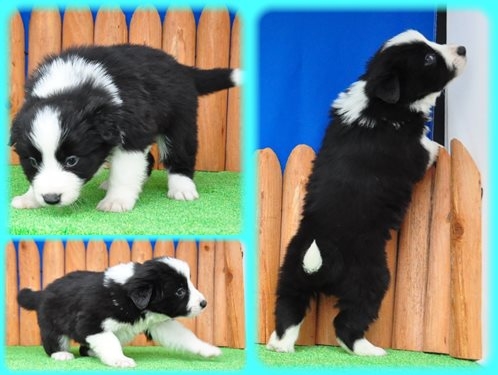 ボーダーコリー ブリーダー子犬販売専門店　Angel wan 東京　神奈川　千葉