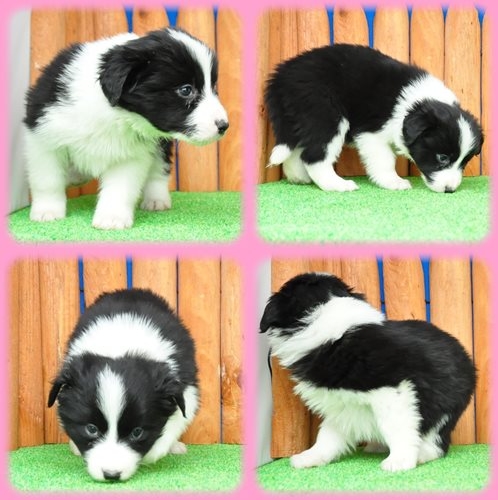 ボーダーコリー ブリーダー子犬販売専門店　Angel wan 東京　神奈川　千葉