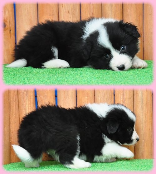 ボーダーコリー ブリーダー子犬販売専門店　Angel wan 東京　神奈川　千葉