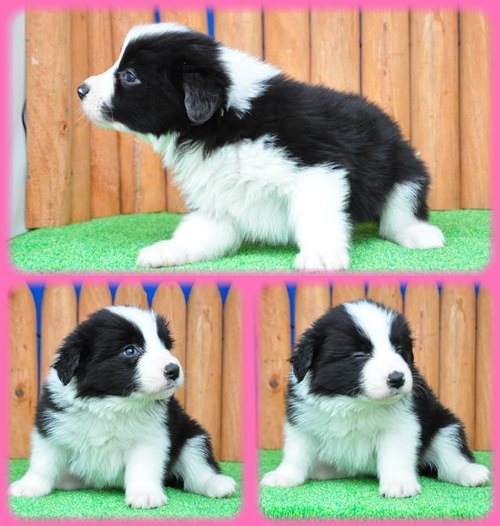 ボーダーコリー ブリーダー子犬販売専門店　Angel wan 東京　神奈川　千葉