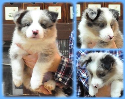 ボーダーコリー ブリーダー子犬販売専門店 Angel wan 東京 神奈川 千葉