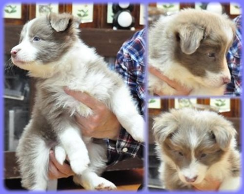 ボーダーコリー ブリーダー子犬販売専門店　Angel wan 東京　神奈川　千葉