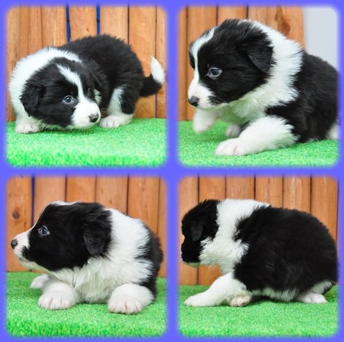 ボーダーコリー ブリーダー子犬販売専門店 Angel wan 東京 神奈川 千葉