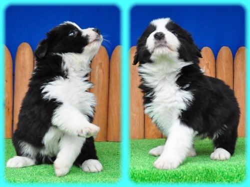 ボーダーコリー ブリーダー子犬販売専門店　Angel wan 東京　神奈川　千葉