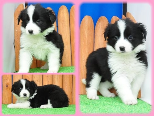 ボーダーコリー ブリーダー子犬販売専門店　Angel wan 東京　神奈川　千葉