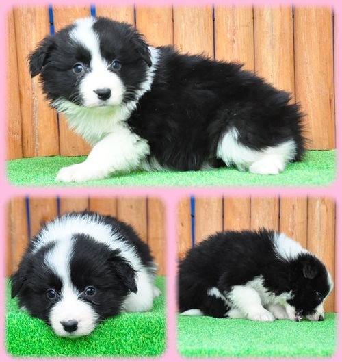 ボーダーコリー ブリーダー子犬販売専門店　Angel wan 東京　神奈川　千葉