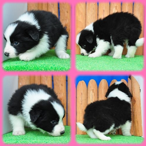 ボーダーコリー ブリーダー子犬販売専門店　Angel wan 東京　神奈川　千葉