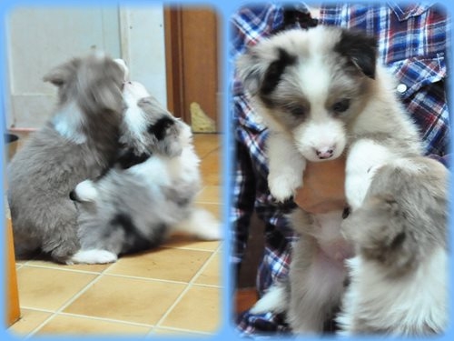 ボーダーコリー ブリーダー子犬販売専門店 Angel wan 東京 神奈川 千葉