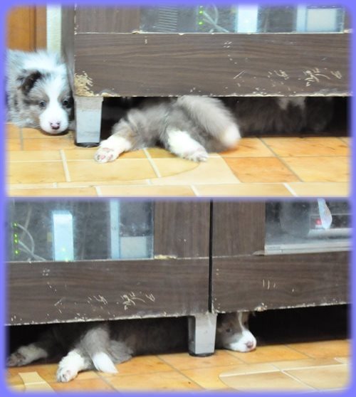 ボーダーコリー ブリーダー子犬販売専門店　Angel wan 東京　神奈川　千葉