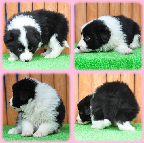 ボーダーコリー ブリーダー子犬販売専門店　Angel wan 東京　神奈川　千葉