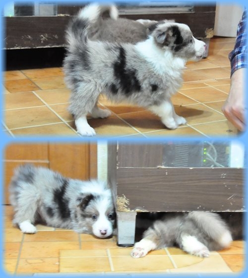 ボーダーコリー ブリーダー子犬販売専門店 Angel wan 東京 神奈川 千葉