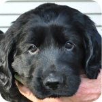 フラットコーテッドレトリバー　ブラック　オス　子犬販売の専門店　AngelWan　横浜　神奈川