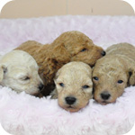 トイプードル　ホワイト　クリーム　アプリコット　子犬販売の専門店　AngelWan　横浜