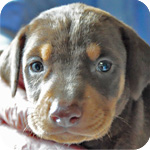 ドーベルマン　レッドタン　オス　子犬販売の専門店　AngelWan　横浜　神奈川