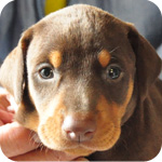 ドーベルマン　レッドタン　メス　子犬販売の専門店　AngelWan　横浜　神奈川