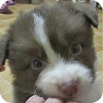 ボーダーコリー　メス　子犬販売の専門店　AngelWan　横浜　神奈川