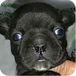 ミックス　フレンチブルドッグ　ボストンテリア　オス　子犬販売の専門店　AngelWan　横浜　神奈川