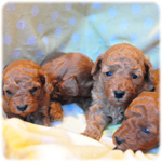 トイプードルの子犬 レッド 男の子 (♂)/女の子 (♀) トイプードル ブリーダー子犬販売専門店 Angel Wan 横浜