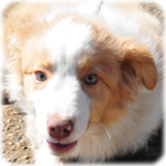 ボーダーコリー　ブリーダー子犬販売専門店　Angel Wan　横浜