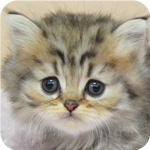 ペルシャチンチラ　チンチラゴールデン　オス　子猫販売　AngelWan　横浜　神奈川
