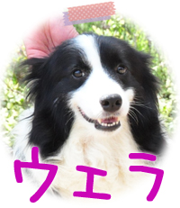 ボーダーコリー　ブリーダー子犬販売専門店　Angel Wan　横浜